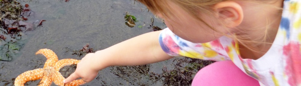 Photo of sea star on the beach